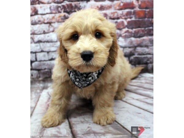 Mini Goldendoodle-DOG-Male-Gold-16404-Petland Wichita, Kansas