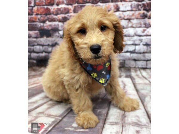 Mini Goldendoodle DOG Male Gold 16403 Petland Wichita, Kansas