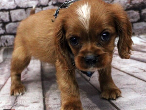 Cavalier King Charles Spaniel DOG Male Ruby 16400 Petland Wichita, Kansas