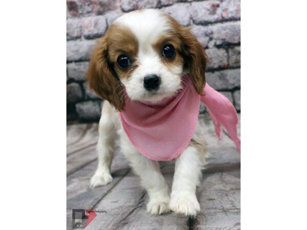 Cavalier King Charles Spaniel-DOG-Female-Blenheim-16399-Petland Wichita, Kansas