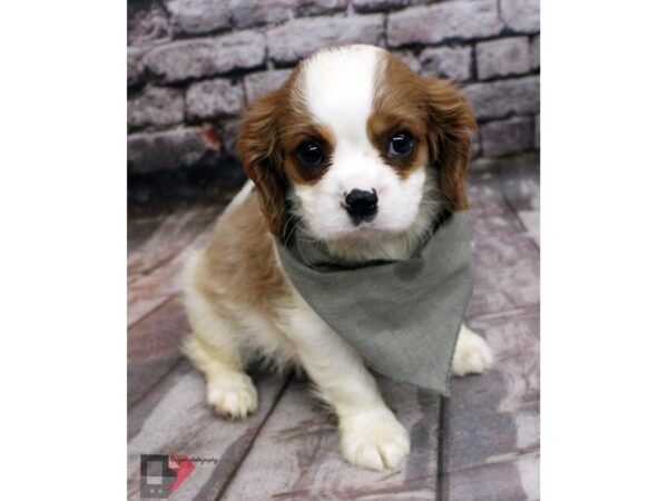 Cavalier King Charles Spaniel DOG Male Blenheim 16398 Petland Wichita, Kansas