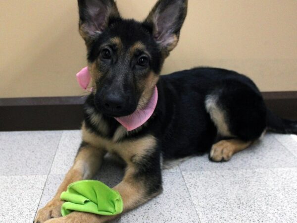 German Shepherd Dog DOG Female Black & Tan 16316 Petland Wichita, Kansas