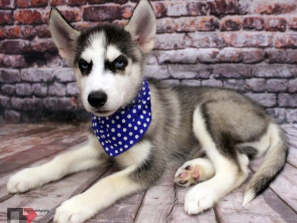 Siberian Husky DOG Female Silver & White 16421 Petland Wichita, Kansas