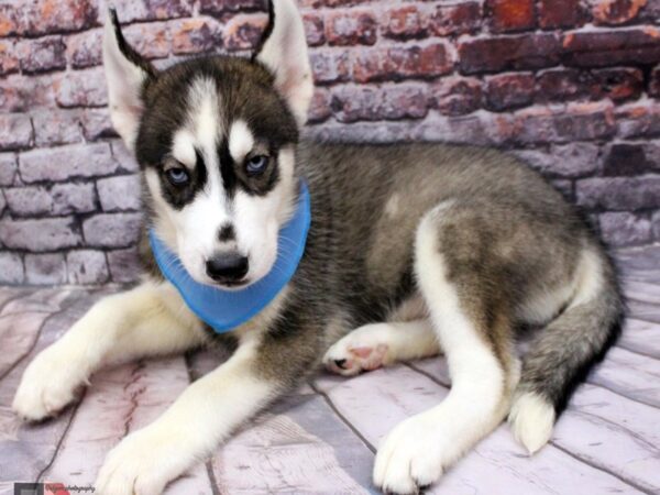 Siberian Husky DOG Male Dark Grey 16420 Petland Wichita, Kansas