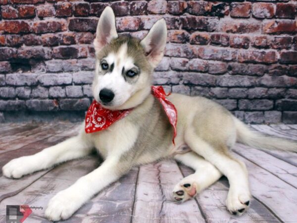 Siberian Husky DOG Male Silver & White 16419 Petland Wichita, Kansas