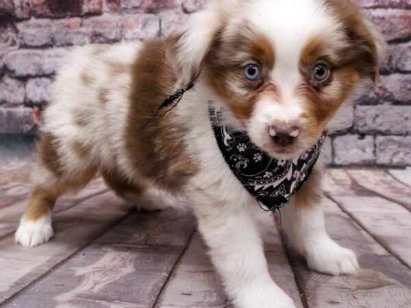 Miniature Australian Shepherd-DOG-Male-Red Merle-16418-Petland Wichita, Kansas
