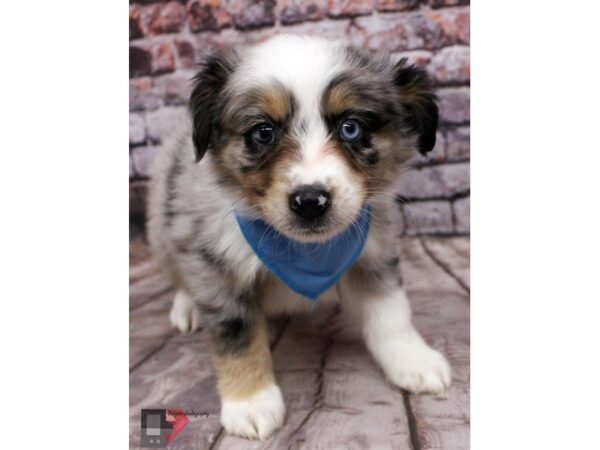 Miniature Australian Shepherd-DOG-Male-Blue Merle-16417-Petland Wichita, Kansas