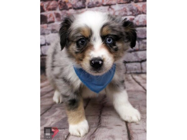 Miniature Australian Shepherd DOG Male Blue Merle 16417 Petland Wichita, Kansas