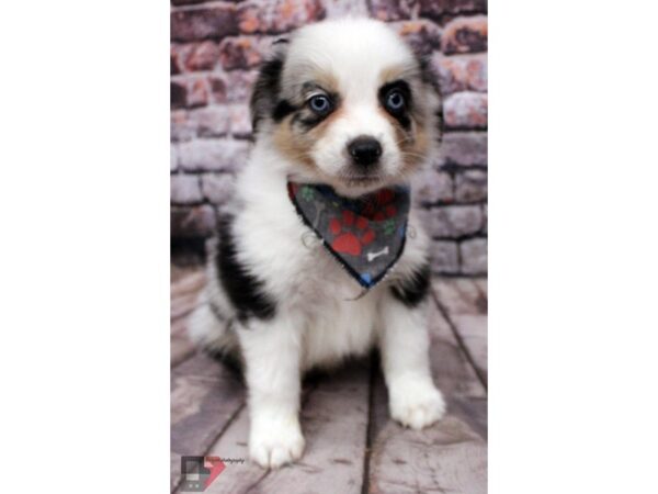 Miniature Australian Shepherd-DOG-Male-Blue Merle-16416-Petland Wichita, Kansas