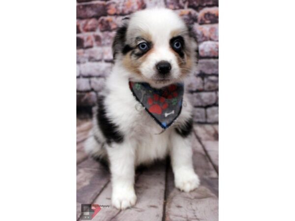 Miniature Australian Shepherd DOG Male Blue Merle 16416 Petland Wichita, Kansas