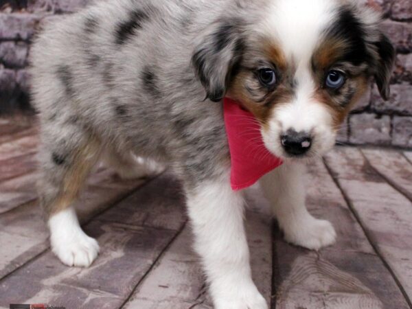 Miniature Australian Shepherd-DOG-Female-Blue Merle-16415-Petland Wichita, Kansas