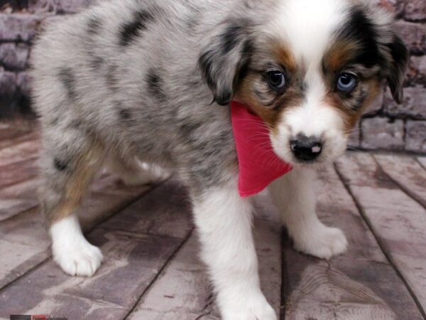 Miniature Australian Shepherd DOG Female Blue Merle 16415 Petland Wichita, Kansas