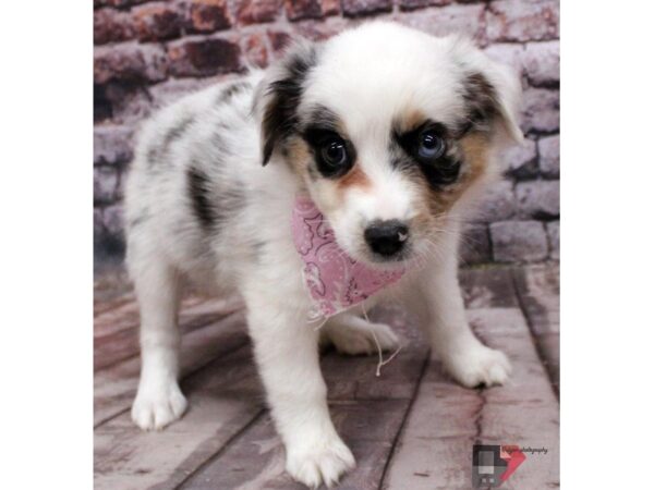 Miniature Australian Shepherd DOG Female Blue Merle 16414 Petland Wichita, Kansas