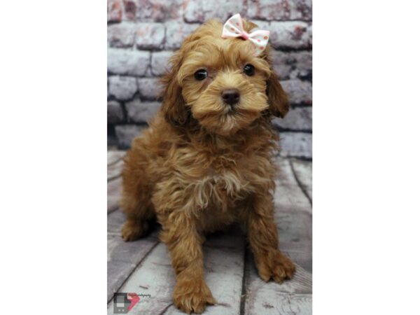 Cockapoo-DOG-Female-Gold-16413-Petland Wichita, Kansas