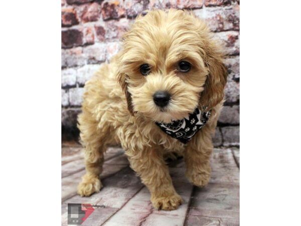 Cockapoo-DOG-Male-Cream-16412-Petland Wichita, Kansas