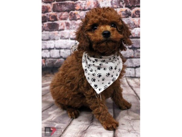 Cockapoo-DOG-Male-Red-16411-Petland Wichita, Kansas
