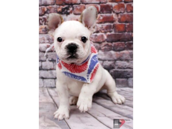 French Bulldog-DOG-Male-White & Red Fawn Piebald-16401-Petland Wichita, Kansas