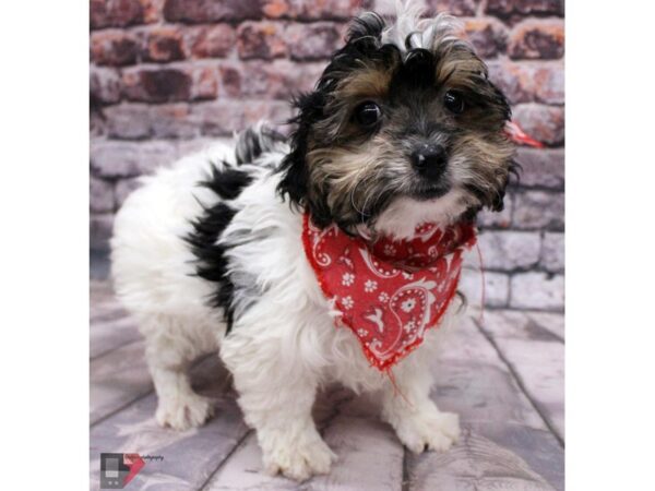 York ShihPoo DOG Male Tri Color Piebald 16425 Petland Wichita, Kansas