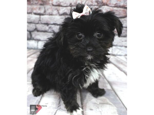 York ShihPoo DOG Female Phantom 16424 Petland Wichita, Kansas