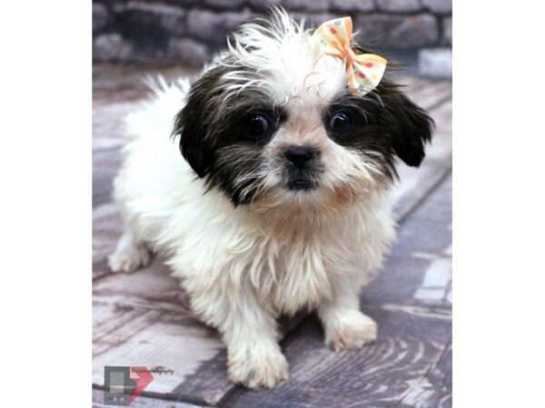 Shih Tzu DOG Female Gold & White 16423 Petland Wichita, Kansas