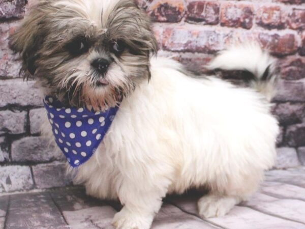 Shih Tzu DOG Male Gold & White 16422 Petland Wichita, Kansas