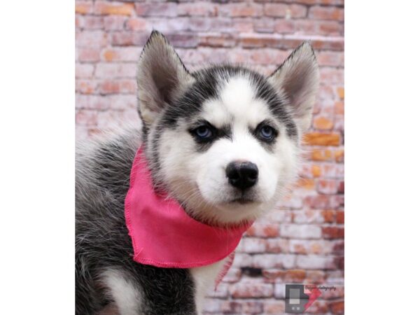 Pomsky 2nd Gen-DOG-Female-Black & White-16433-Petland Wichita, Kansas