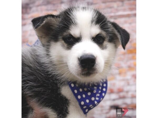 Pomsky 2nd Gen DOG Male Black & White 16432 Petland Wichita, Kansas