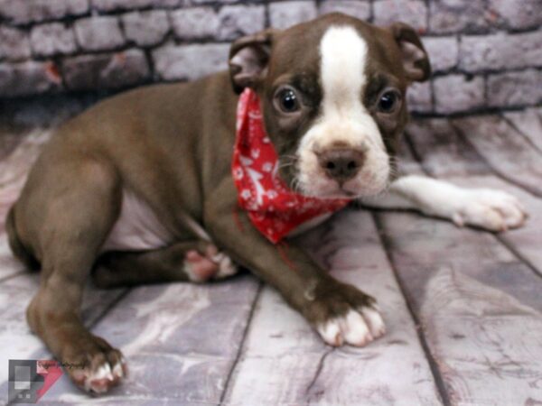 Boston Terrier DOG Male Seal & White 16431 Petland Wichita, Kansas