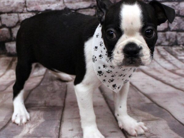 Boston Terrier DOG Male Black & White 16430 Petland Wichita, Kansas