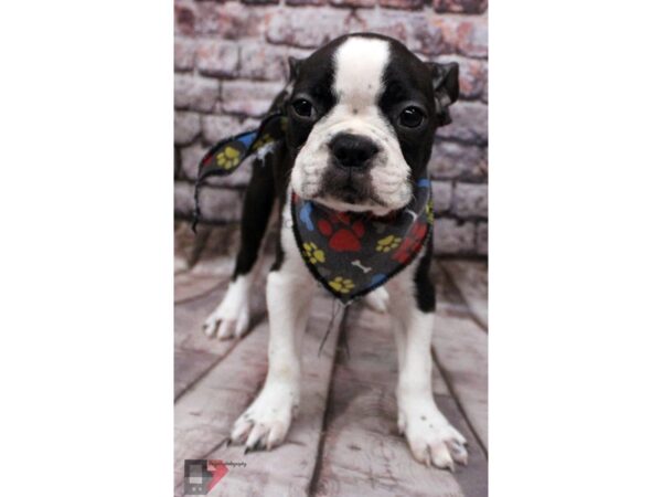 Boston Terrier DOG Male Black & White 16429 Petland Wichita, Kansas