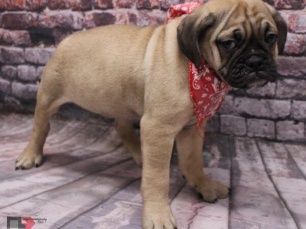 Mini Bulldog DOG Male Fawn 16428 Petland Wichita, Kansas