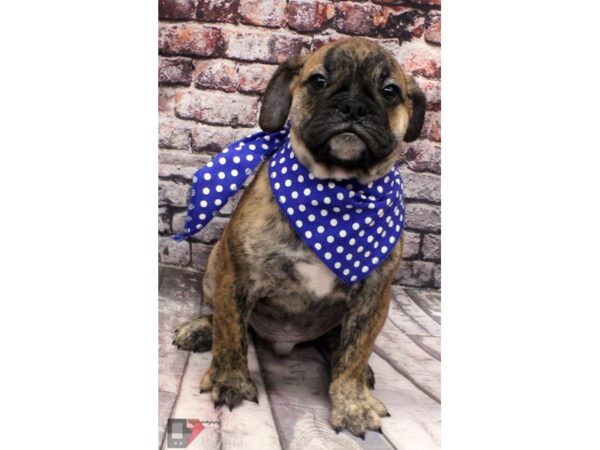 Mini Bulldog DOG Male Brindle 16427 Petland Wichita, Kansas