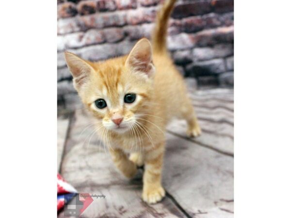 Adopt A Pet Kitten CAT Male Orange Tabby 16388 Petland Wichita, Kansas