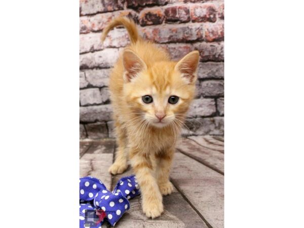 Adopt A Pet Kitten CAT Male Orange Tabby 16389 Petland Wichita, Kansas