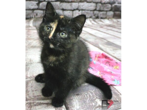 Adopt A Pet Kitten CAT Female Tortoise Shellll 16444 Petland Wichita, Kansas