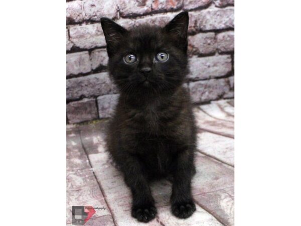 Adopt A Pet Kitten-CAT-Female-Chocolate Tabby-16443-Petland Wichita, Kansas