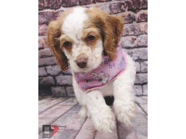 Cocker Spaniel DOG Female White & Buff 16441 Petland Wichita, Kansas