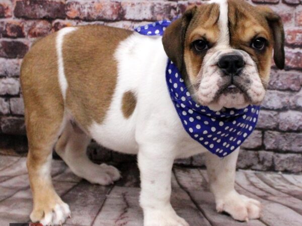 English Bulldog DOG Male Red & White Piebald 16440 Petland Wichita, Kansas