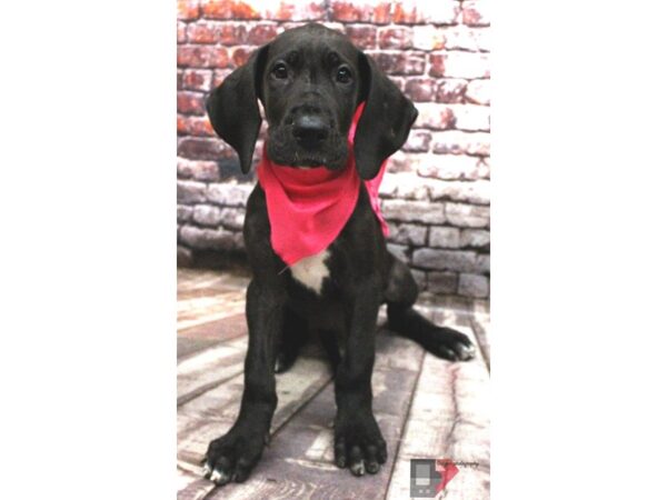 Great Dane DOG Female Black 16437 Petland Wichita, Kansas