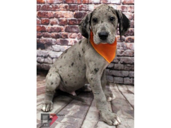 Great Dane-DOG-Male-Blue Merle-16436-Petland Wichita, Kansas