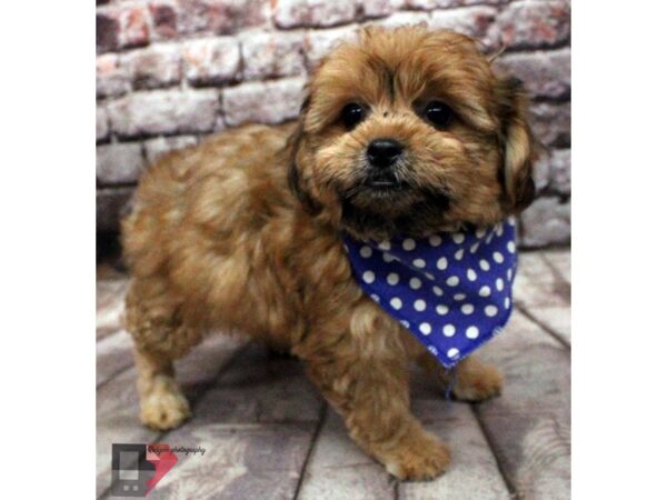 Shih Poo DOG Male Sable 16435 Petland Wichita, Kansas