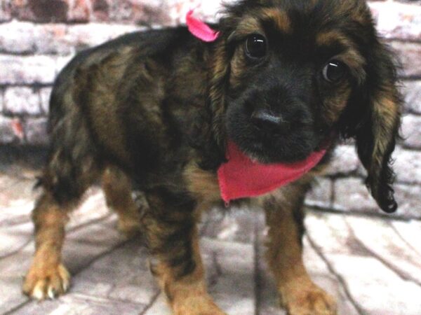 Cockapoo DOG Female Dark Sable 16442 Petland Wichita, Kansas