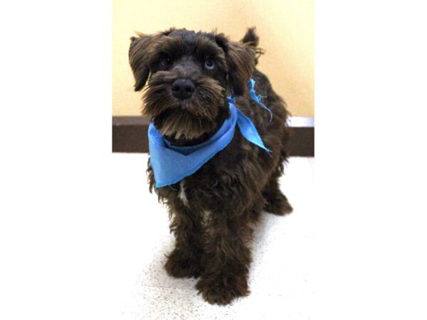 Miniature Schnauzer DOG Male Black - one blue eye 16324 Petland Wichita, Kansas