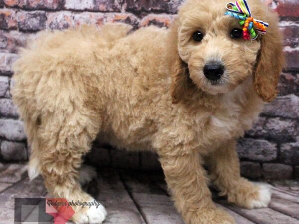 F1B Mini Goldendoodle DOG Female Cream 16467 Petland Wichita, Kansas