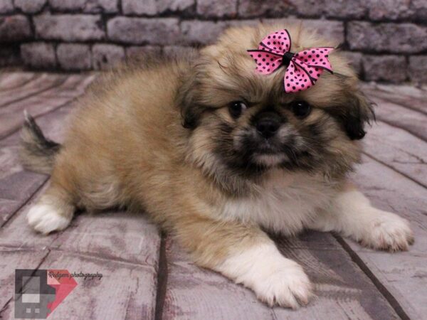 Pekingese-DOG-Female-Light Sable-16466-Petland Wichita, Kansas