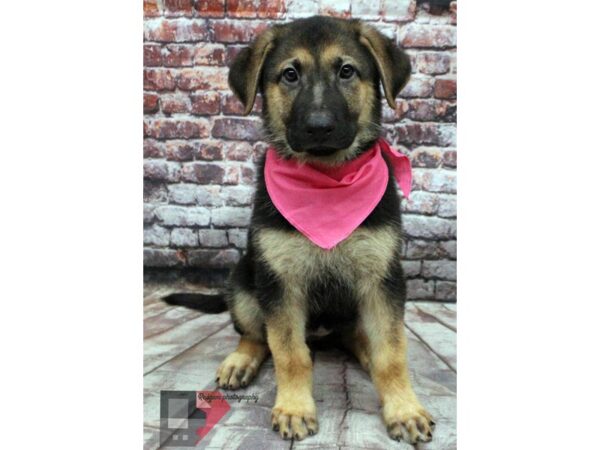 German Shepherd DOG Female Black &  Tan 16465 Petland Wichita, Kansas