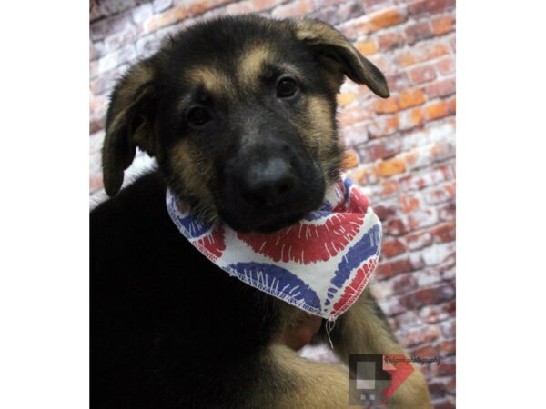 German Shepherd DOG Male Black &  Tan 16464 Petland Wichita, Kansas