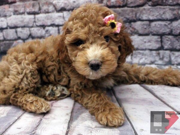 Cock A Poo 2nd Gen DOG Female Apricot 16462 Petland Wichita, Kansas