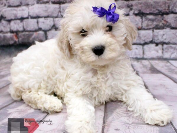 Cock A Poo 2nd Gen-DOG-Female-Cream-16461-Petland Wichita, Kansas