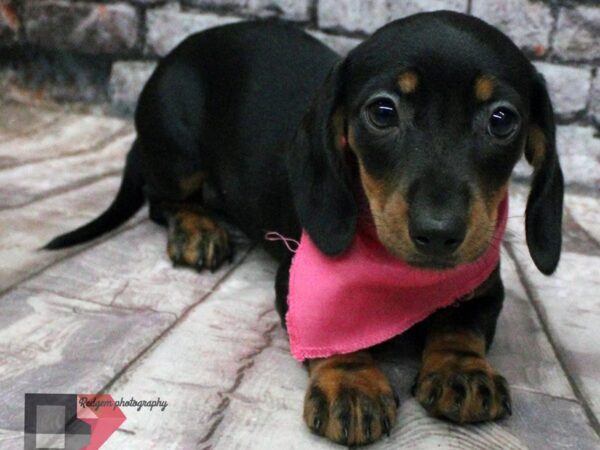 Miniature Dachshund DOG Female Black and Tan 16457 Petland Wichita, Kansas